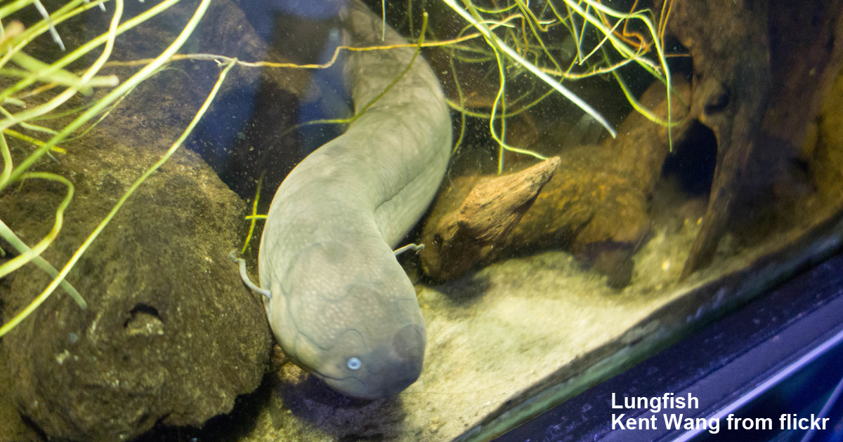 Voaリスニング Learningenglish 2127 サンフランシスコに世界最古の魚が泳ぐ水族館が誕生 ナラボー プレス